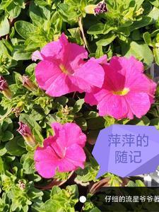 萍萍的随记